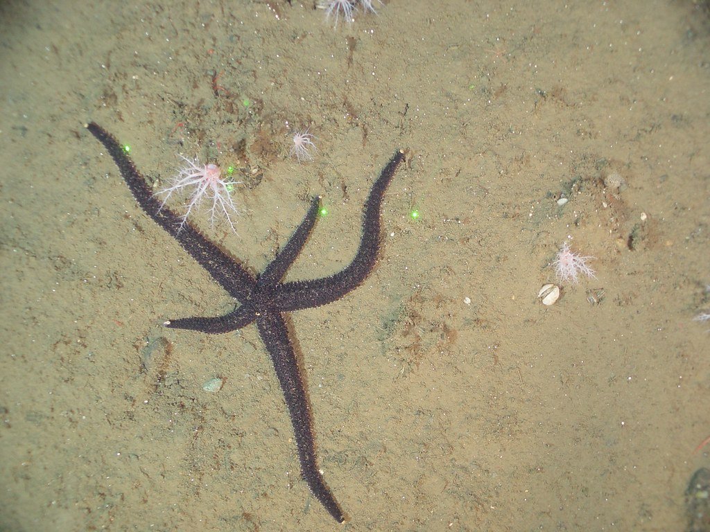 The Energy Crisis: Fueling Regeneration (image credits: flickr)