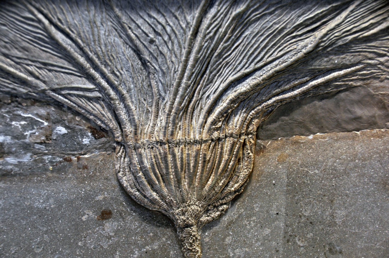 Feeding Challenges: How Does an Armless Starfish Eat? (image credits: wikimedia)