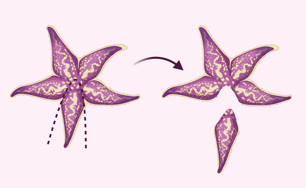 Historical Attempts: What Researchers Have Discovered (image credits: wikimedia)