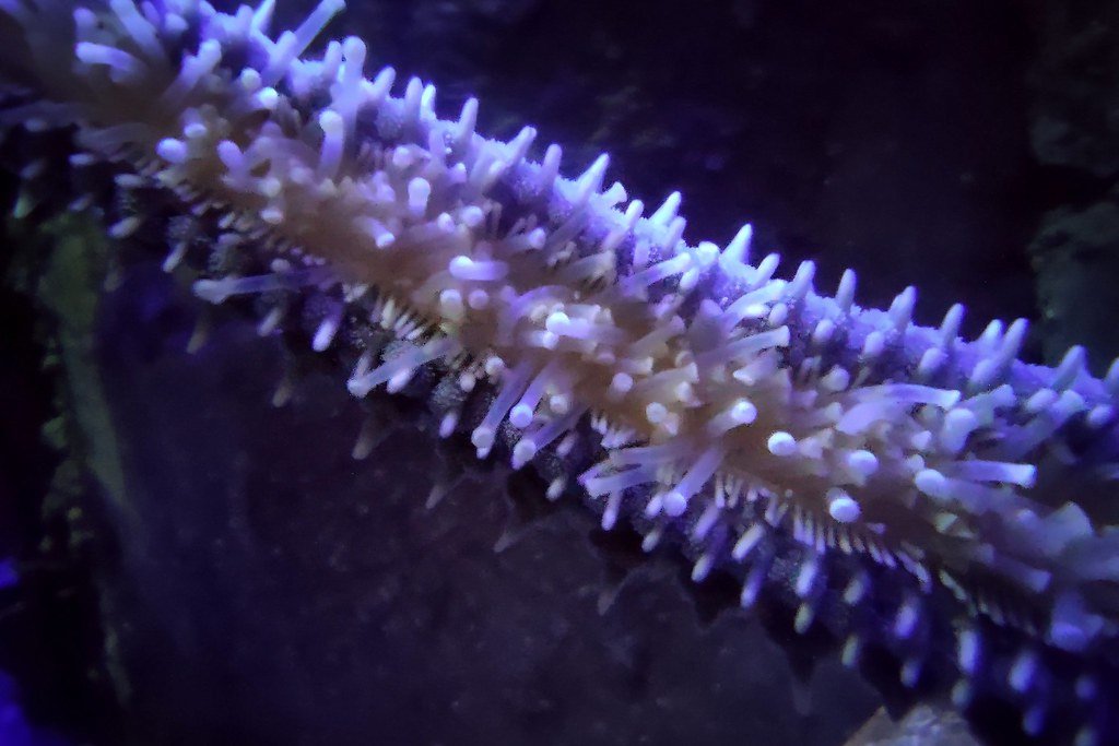 Medical Implications: What Starfish Teach Us About Healing (image credits: flickr)