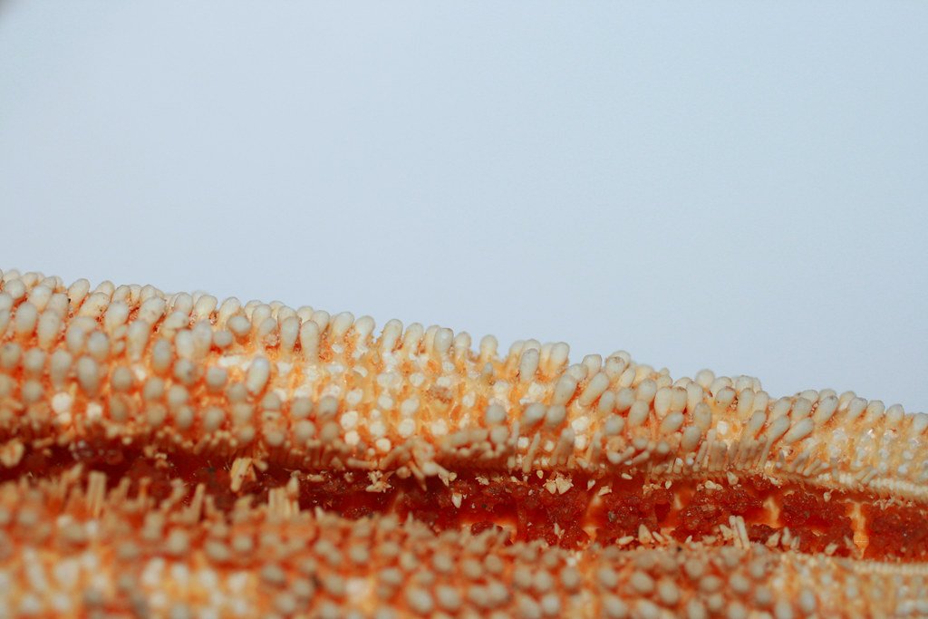 The Regeneration Race: Speed Matters (image credits: flickr)