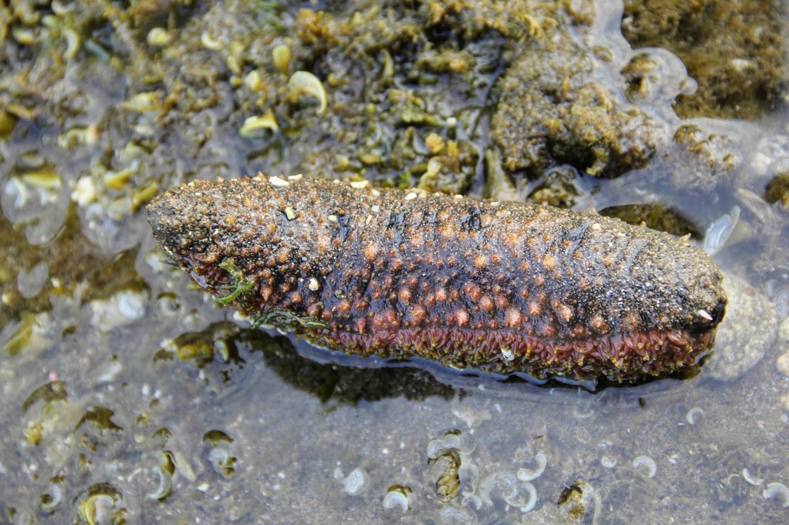 Sea Cucumber Intelligence: The Underground Geniuses (image credits: wikimedia)