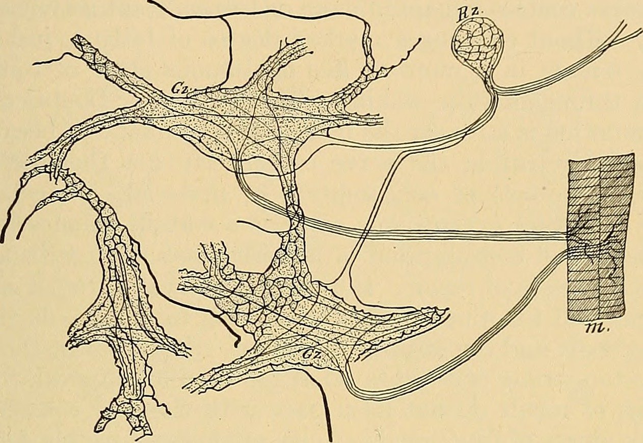 The Chemical Language of Nerve Networks (image credits: wikimedia)