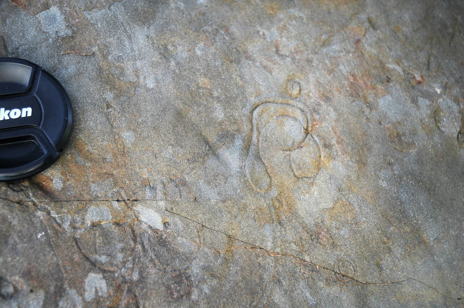 A Time Machine to the Cambrian Explosion (image credits: wikimedia)