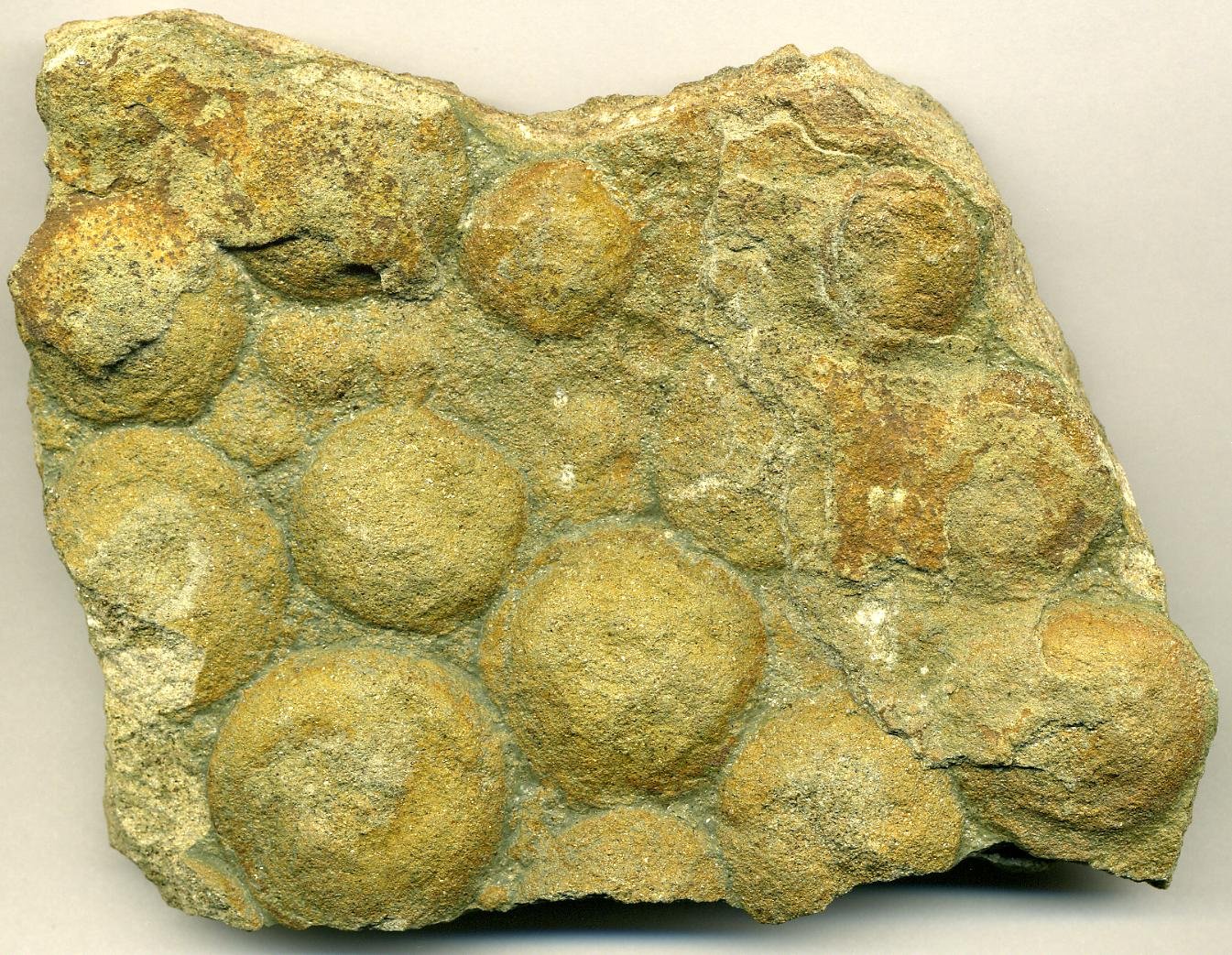 Opabinia: Five Eyes and a Vacuum Cleaner Nose (image credits: wikimedia)
