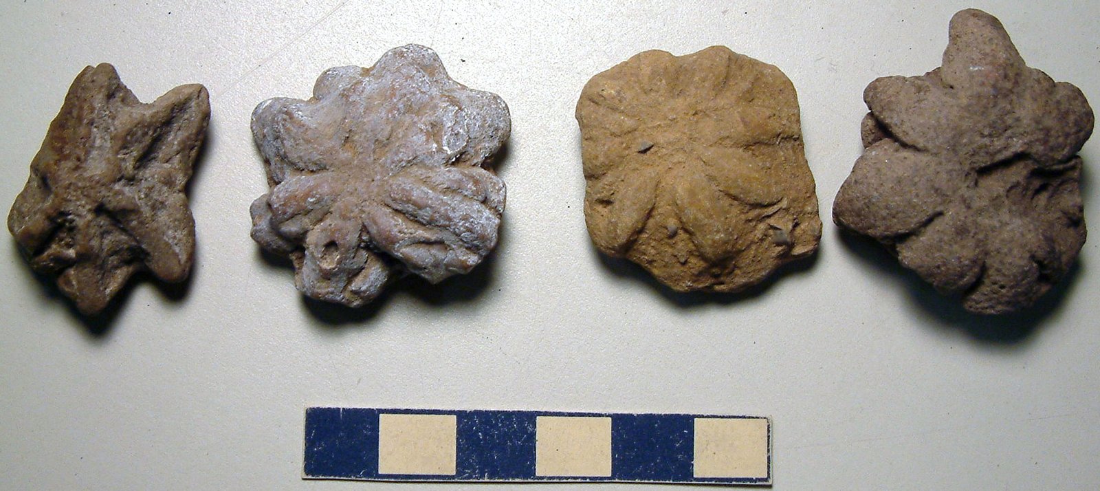 Wiwaxia: The Armored Enigma (image credits: wikimedia)