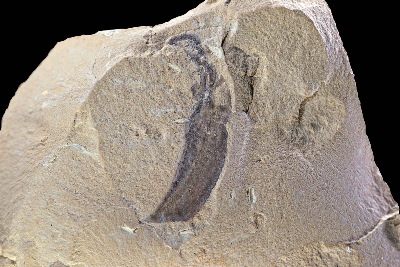 Pikaia: Our Possible Ancient Ancestor (image credits: wikimedia)