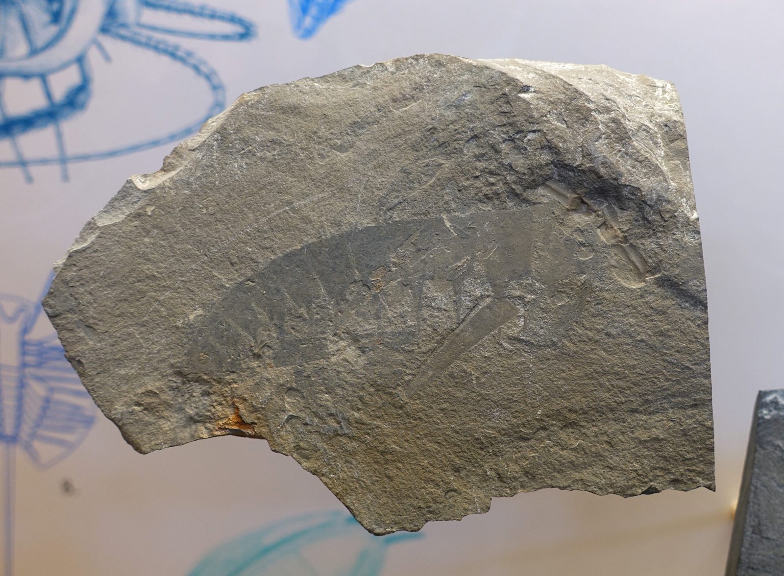 The Burgess Shale's Lasting Legacy (image credits: wikimedia)