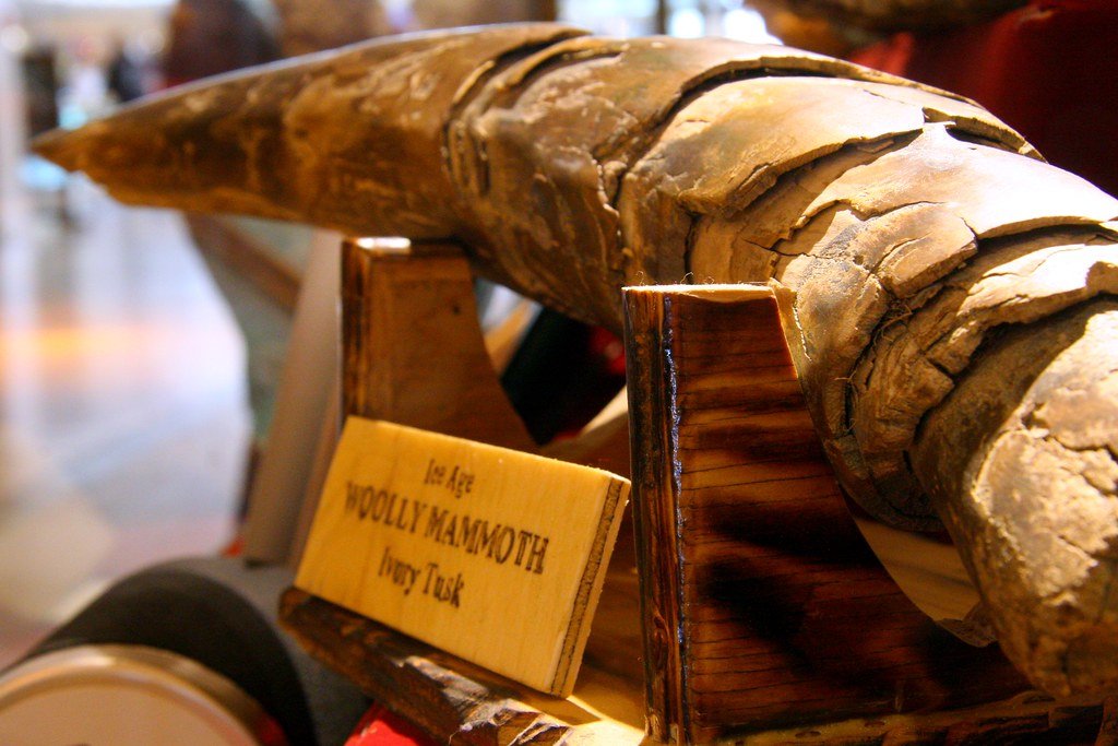 The Woolly Mammoth Project: Our Closest Bet (image credits: flickr)