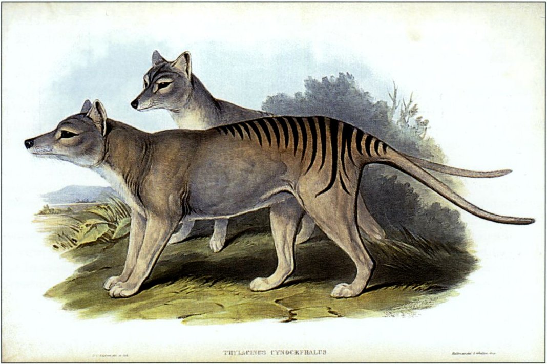 Why Some Species Make Better Candidates Than Others (image credits: wikimedia)