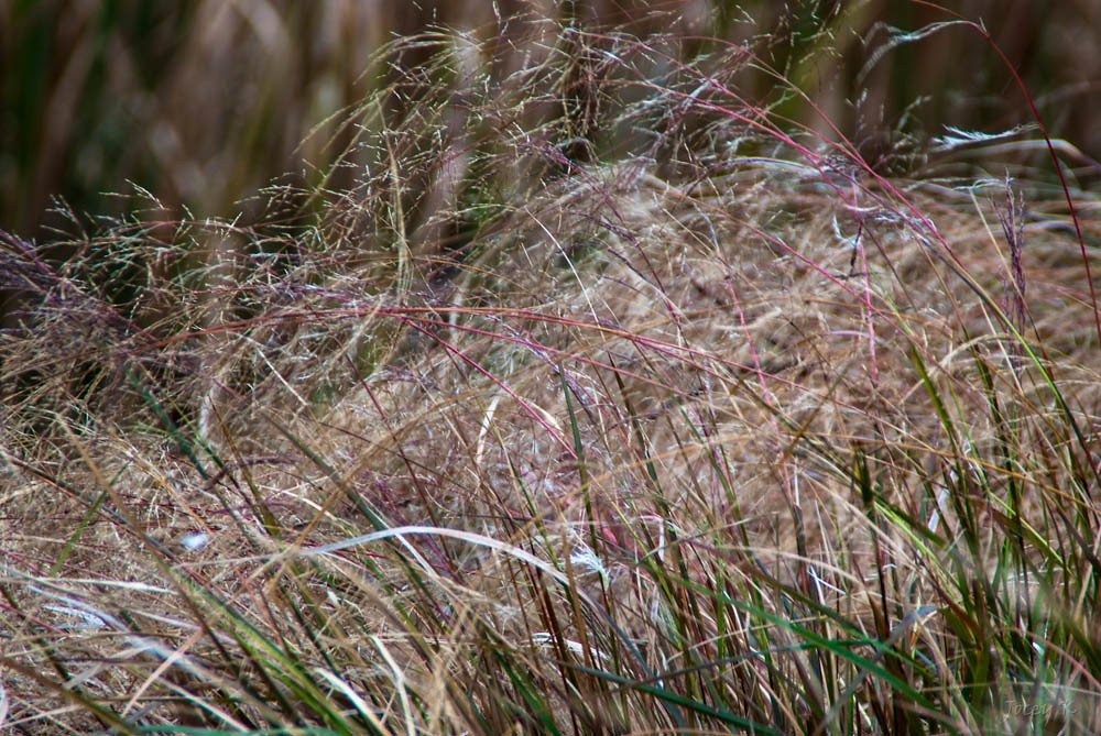 Indigenous Perspectives and Cultural Considerations (image credits: flickr)