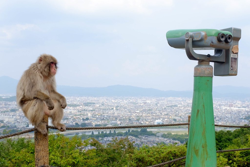 Primate Politics: Monkeys Taking Over Cities