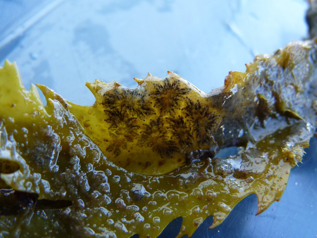 Memory and Identity in a Regenerating Brain (image credits: flickr)