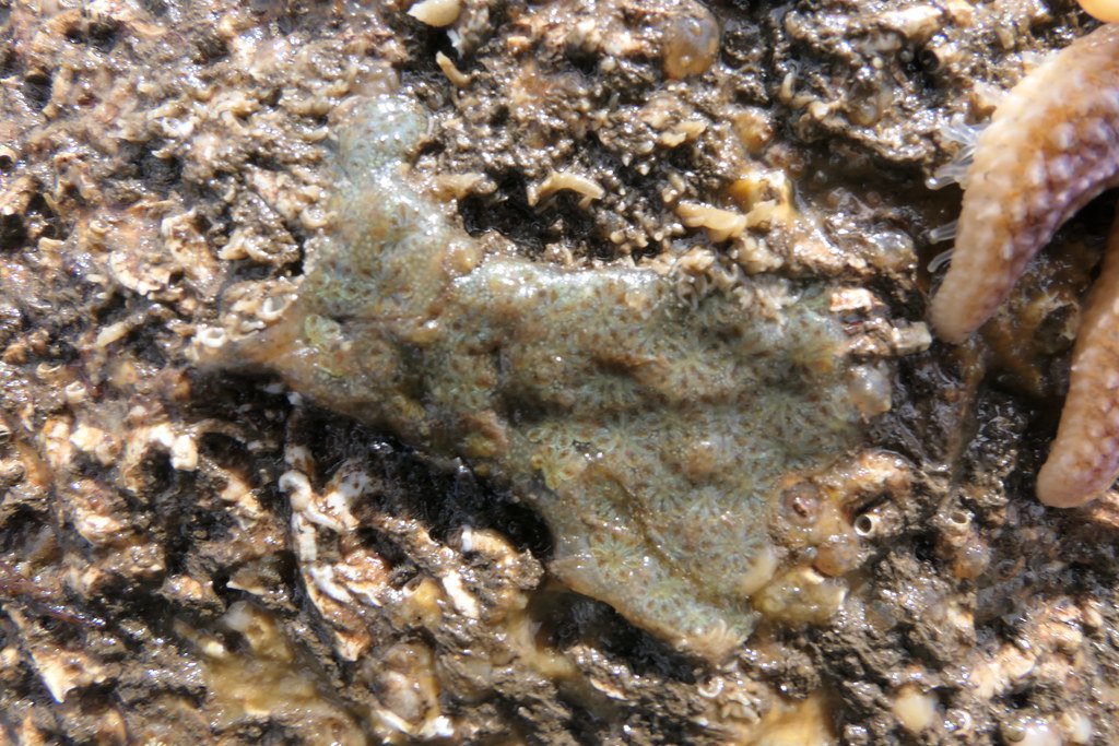 Evolutionary Advantages of Brain Regeneration (image credits: flickr)