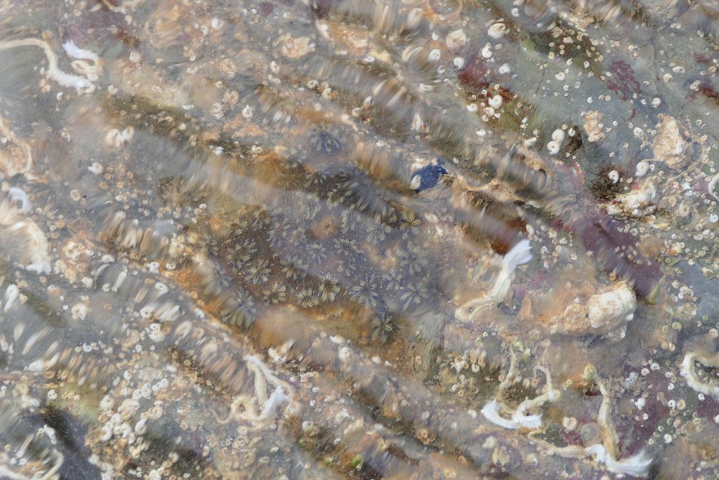 Comparing Brain Regeneration Across Species (image credits: flickr)