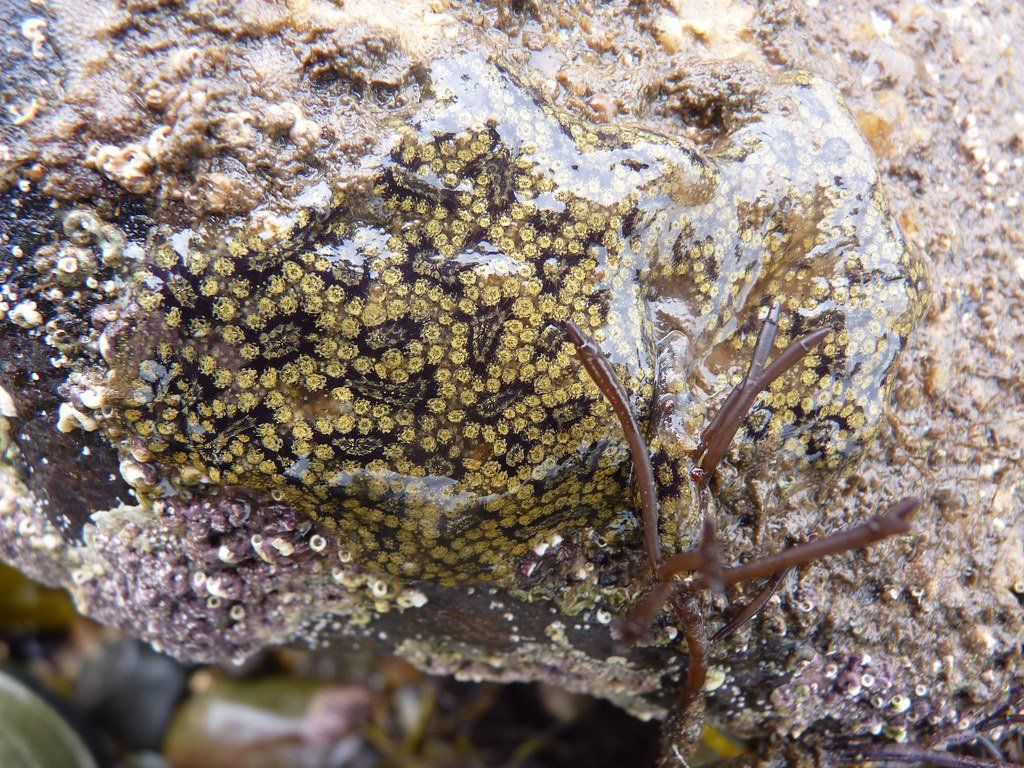 The Role of Stem Cells in Neural Renewal (image credits: flickr)