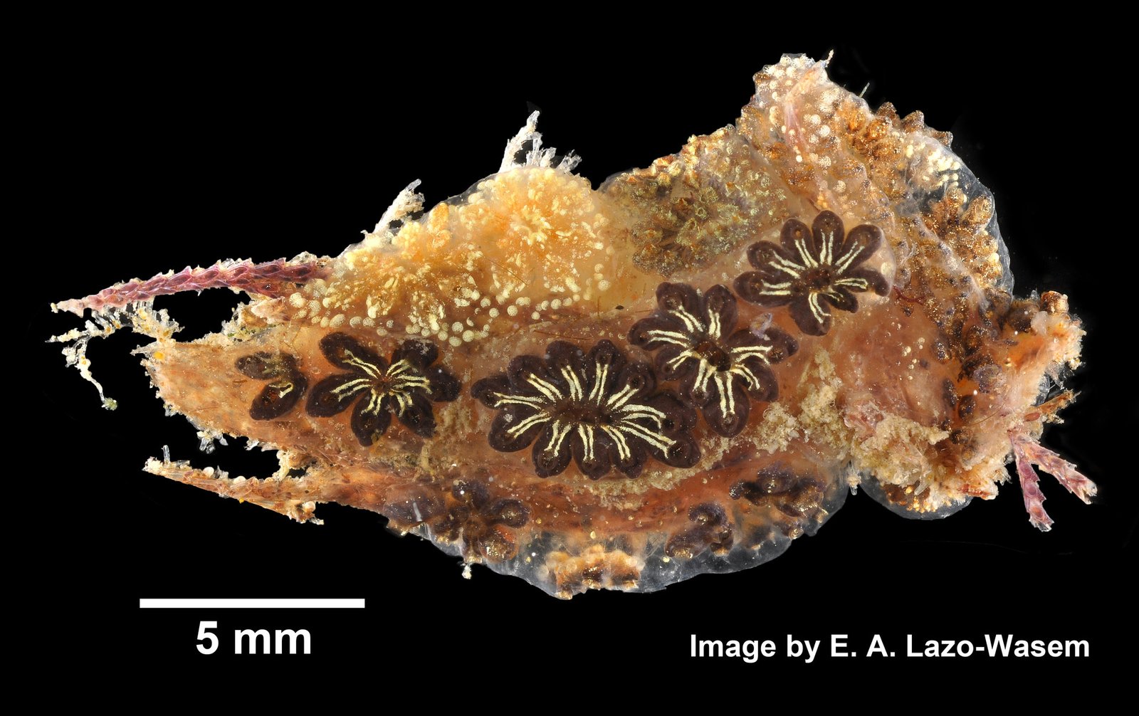 Environmental Factors Affecting Regeneration (image credits: Gall L (2019). Invertebrate Zoology Division, Yale Peabody Museum. Yale University Peabody Museum. Occurrence dataset https://doi.org/10.15468/0lkr3w accessed via GBIF.org on 2019-12-02. https://www.gbif.org/occurrence/1039273206, CC0, https://commons.wikimedia.org/w/index.php?curid=84615663)