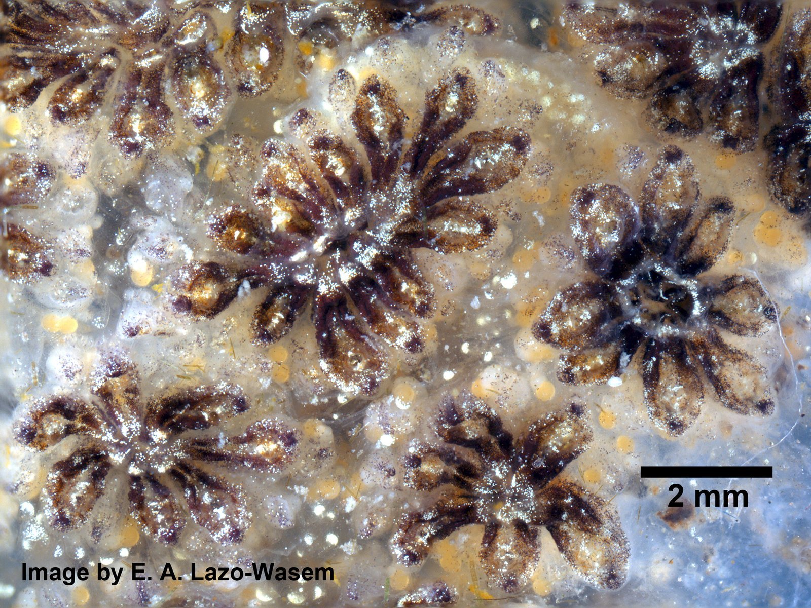 The Genetics of Neural Regeneration (image credits: Gall L (2019). Invertebrate Zoology Division, Yale Peabody Museum. Yale University Peabody Museum. Occurrence dataset https://doi.org/10.15468/0lkr3w accessed via GBIF.org on 2019-12-02. https://www.gbif.org/occurrence/1039266429, CC0, https://commons.wikimedia.org/w/index.php?curid=84615658)