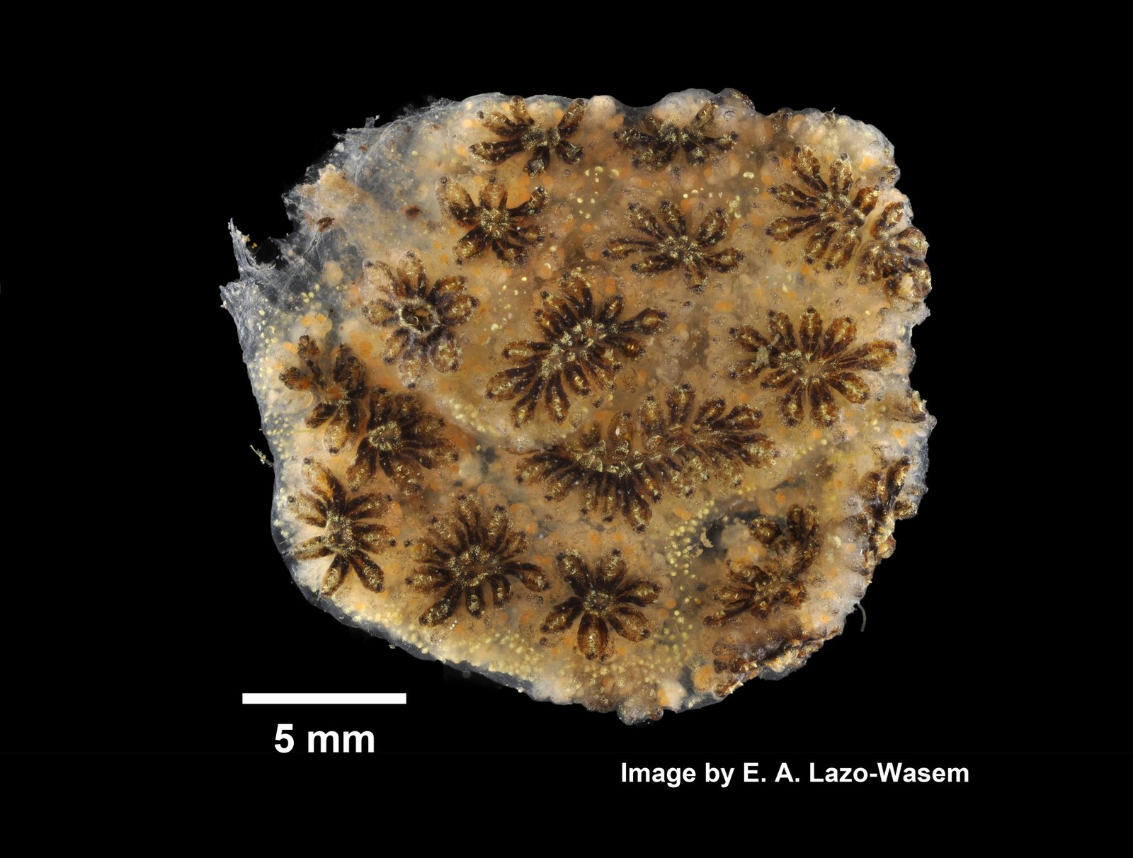Observing Regeneration in Laboratory Settings (image credits: Gall L (2019). Invertebrate Zoology Division, Yale Peabody Museum. Yale University Peabody Museum. Occurrence dataset https://doi.org/10.15468/0lkr3w accessed via GBIF.org on 2019-12-02. https://www.gbif.org/occurrence/1039266429, CC0, https://commons.wikimedia.org/w/index.php?curid=84615651)