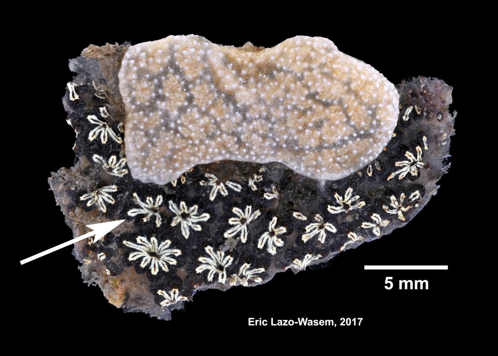 Colonial Coordination During Brain Replacement (image credits: Gall L (2019). Invertebrate Zoology Division, Yale Peabody Museum. Yale University Peabody Museum. Occurrence dataset https://doi.org/10.15468/0lkr3w accessed via GBIF.org on 2019-12-02. https://www.gbif.org/occurrence/1571563467, CC0, https://commons.wikimedia.org/w/index.php?curid=84615105)