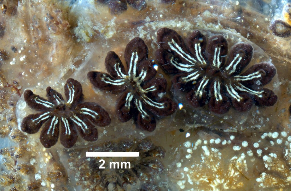 The Creature That Grows a New Brain Every Two Weeks