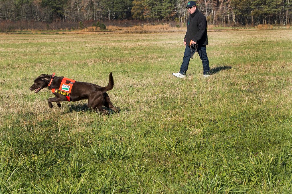 Canine Conservation Heroes Sniffing Out Success (image credits: flickr)