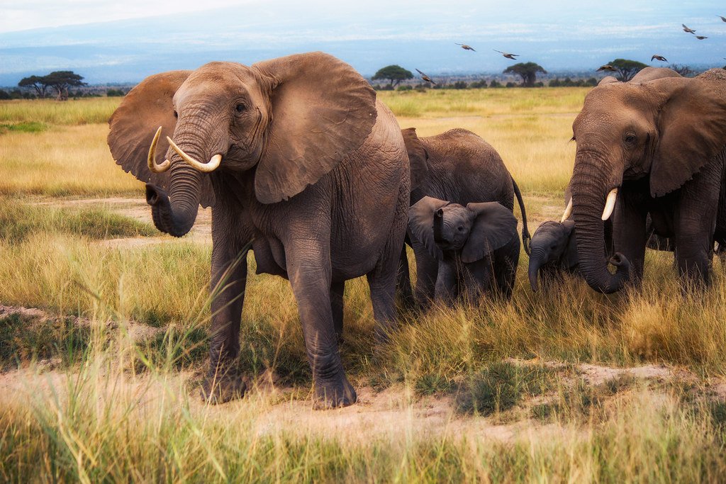 Elephants as Ecosystem Engineers and Seed Dispersers (image credits: flickr)