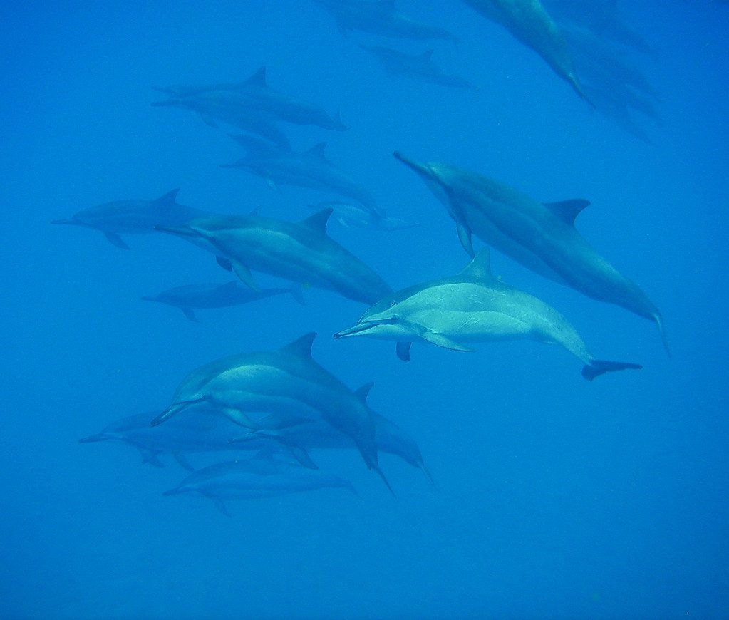 Marine Mammals Monitoring Ocean Health (image credits: flickr)