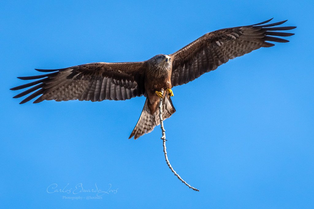 Birds of Prey Controlling Invasive Species (image credits: flickr)
