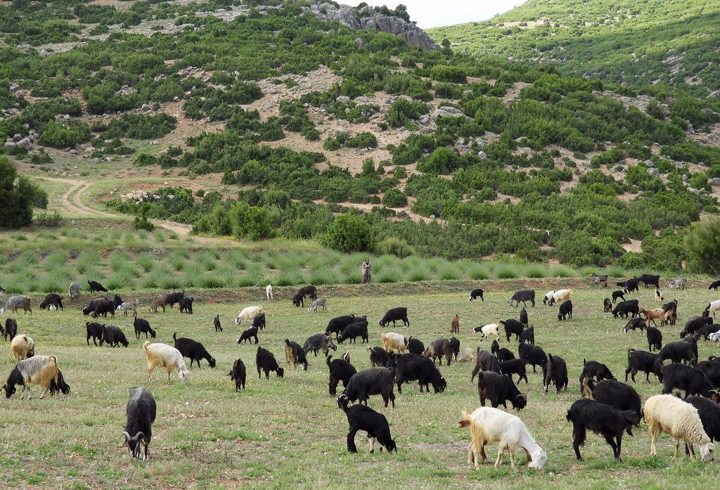 Goats Clearing Fire Hazards and Invasive Plants (image credits: flickr)