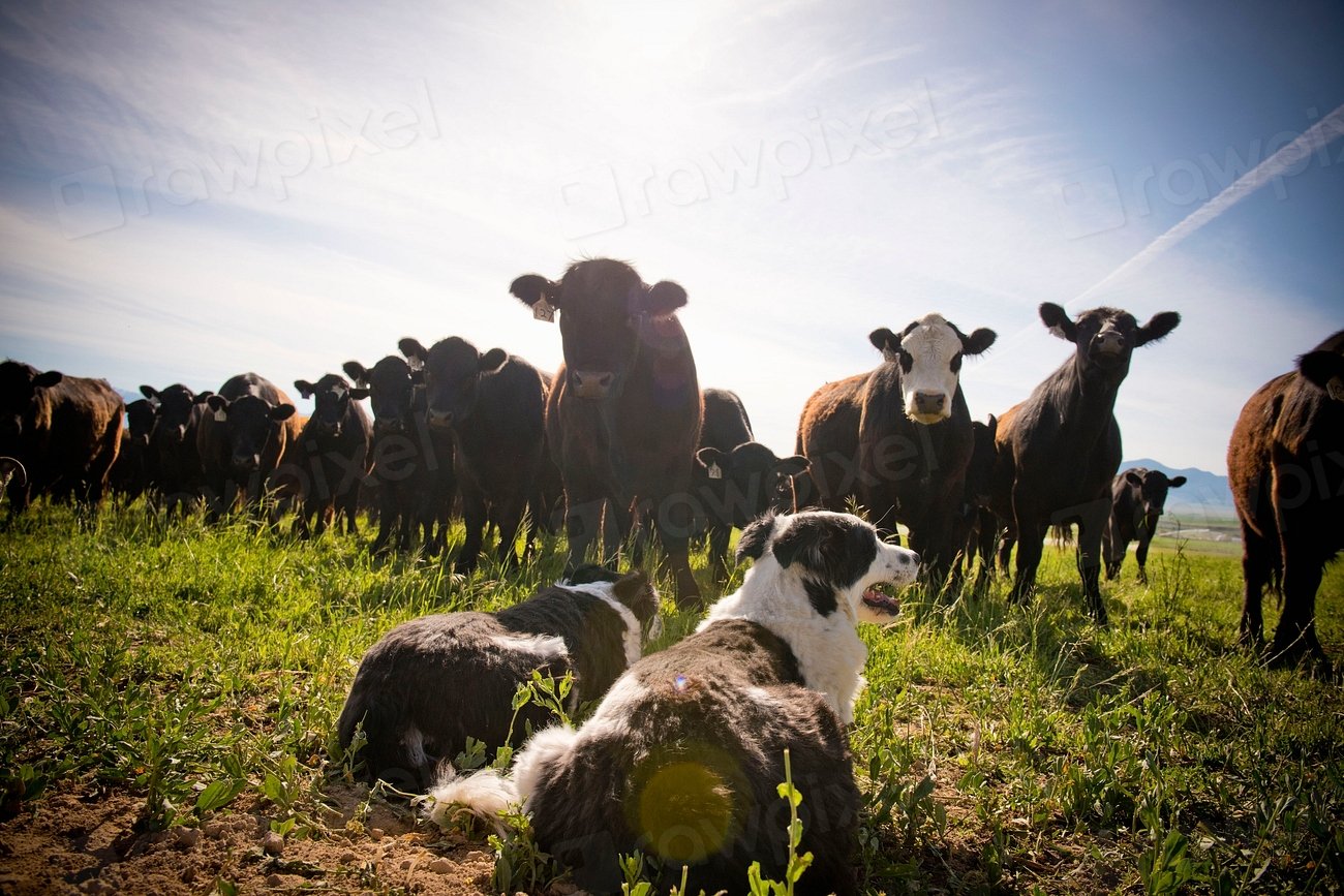 Livestock Guardian Dogs Protecting Wildlife (image credits: rawpixel)