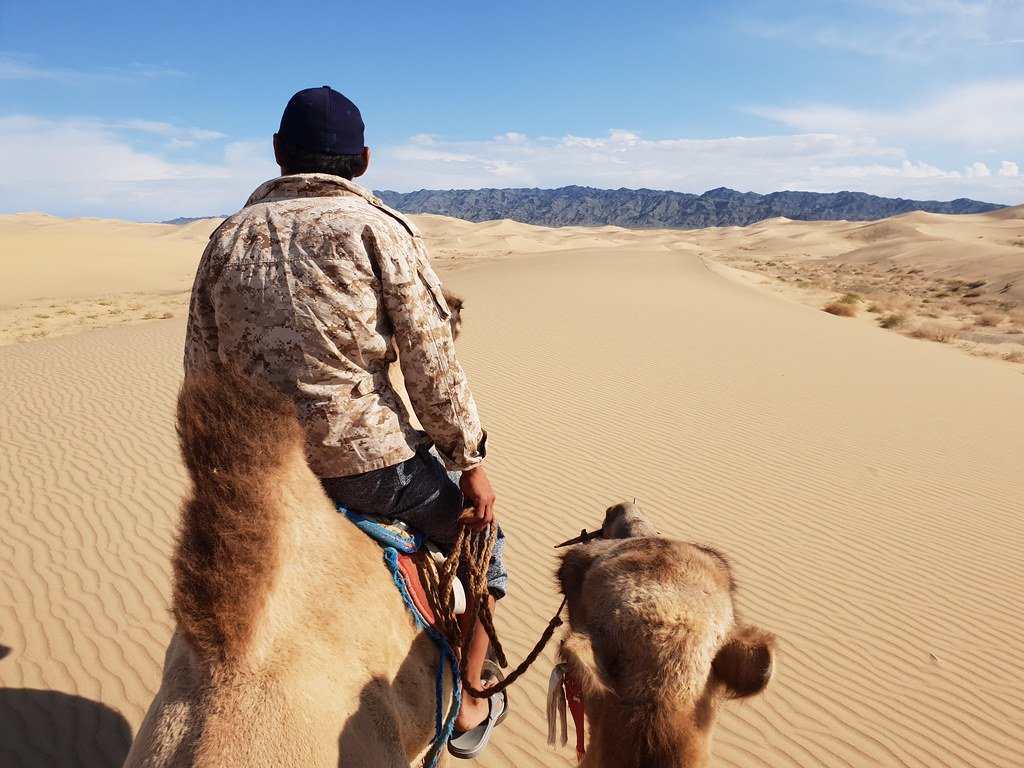 Camels Supporting Desert Conservation Research (image credits: flickr)