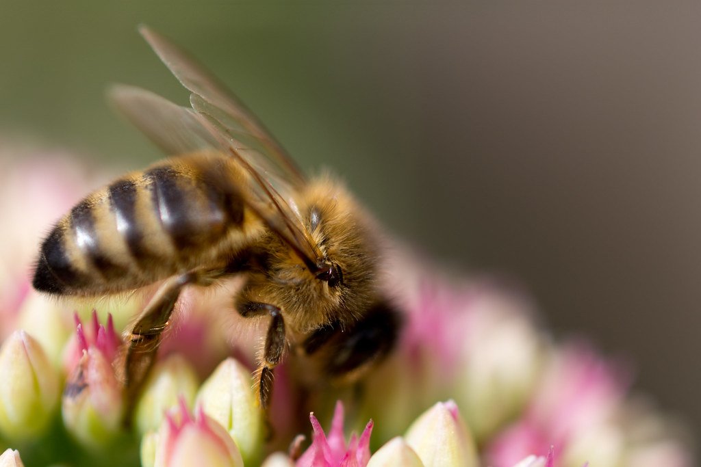 Honey Bees as Pollution Detectors and Ecosystem Monitors (image credits: flickr)