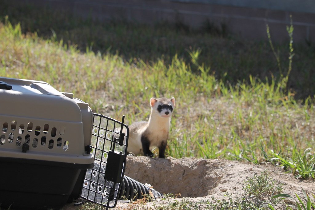 Ferrets Hunting Underground Invasive Species (image credits: flickr)