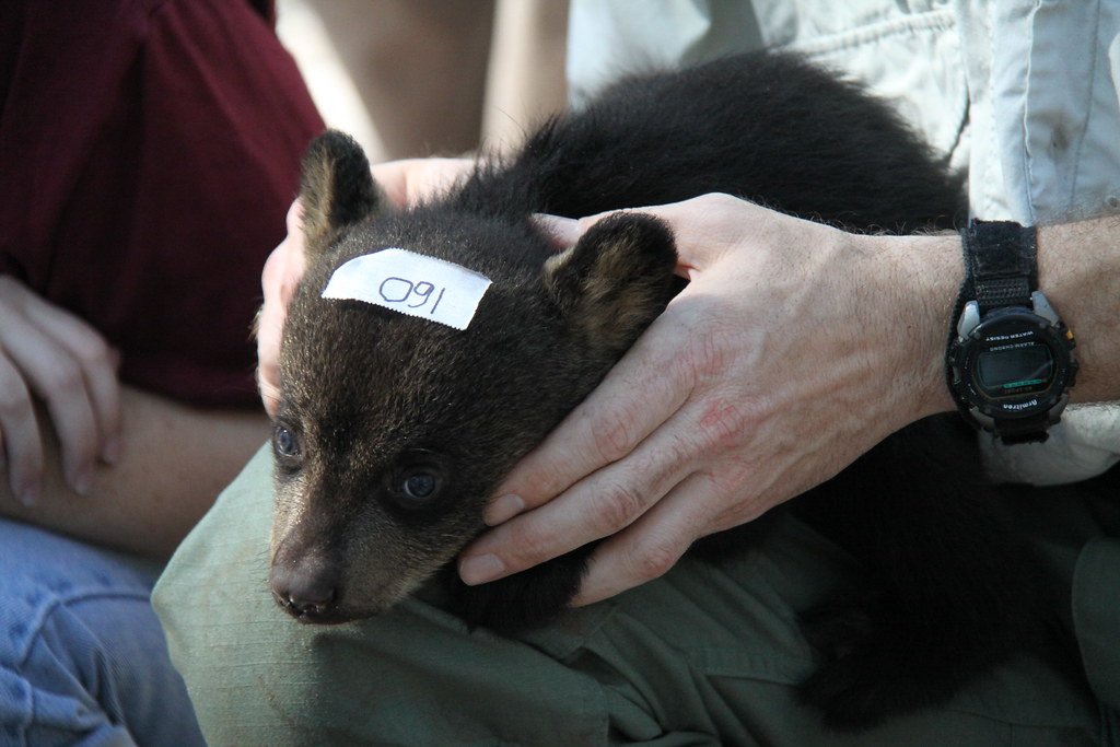 Training and Welfare Considerations in Conservation Work (image credits: flickr)