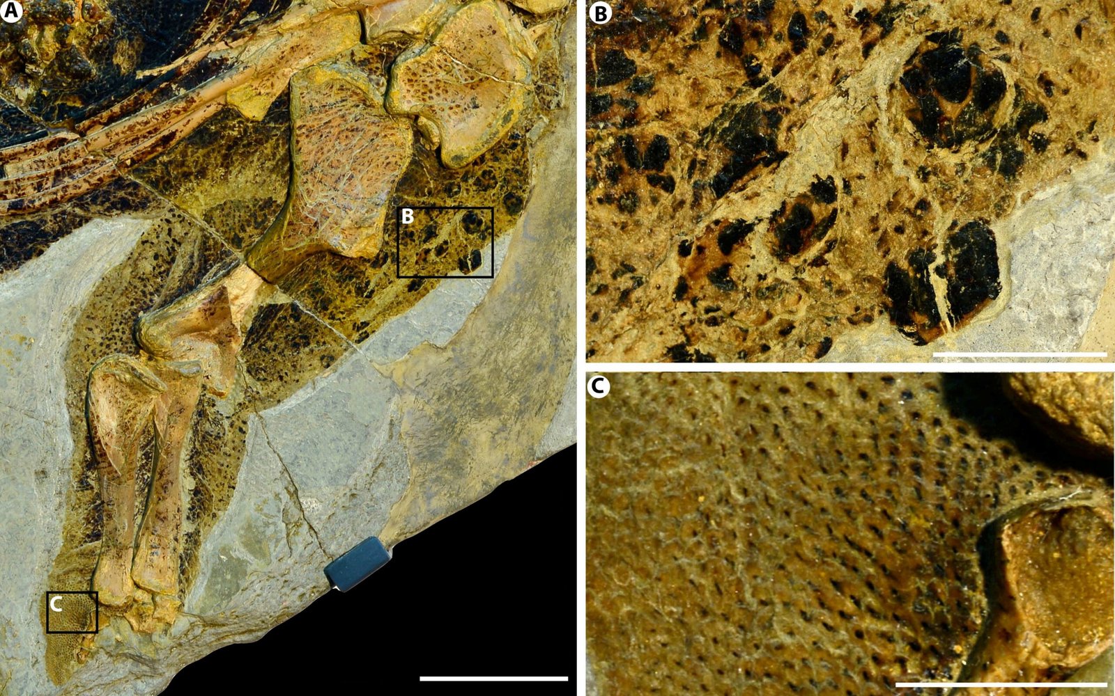 Color and Skin: Painting the Prehistoric Picture (image credits: wikimedia)