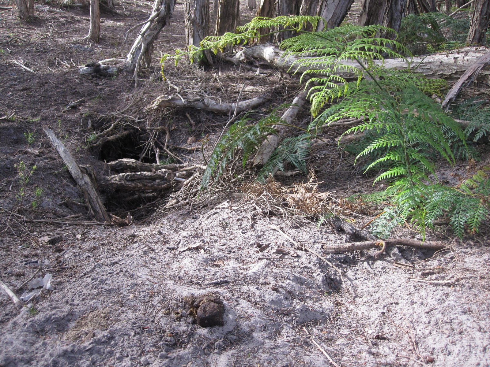 The Drying Process That Changes Everything (image credits: wikimedia)