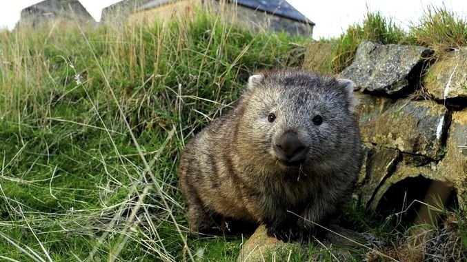 The Fluid Dynamics Inside Wombat Intestines