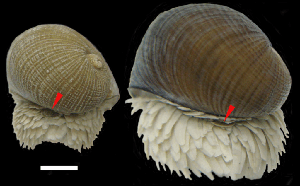 Snail With a Metal Armor: The Only Animal That Builds With Iron