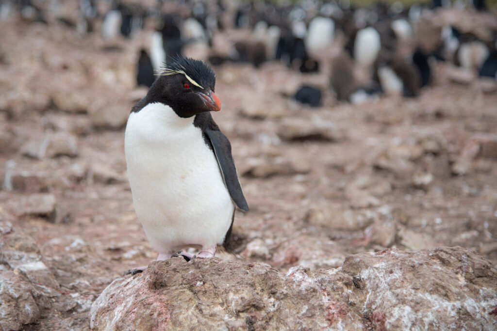 Penguins Propose With Pebbles — Unless Another Penguin Steals Them First