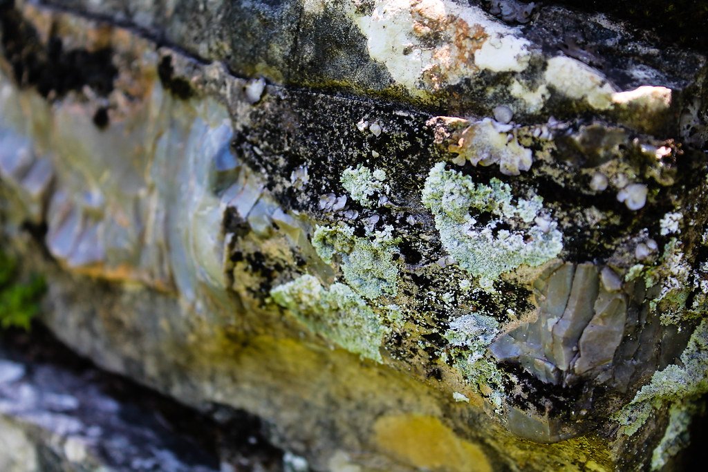 Meet the Three Players in This Biological Drama (image credits: flickr)