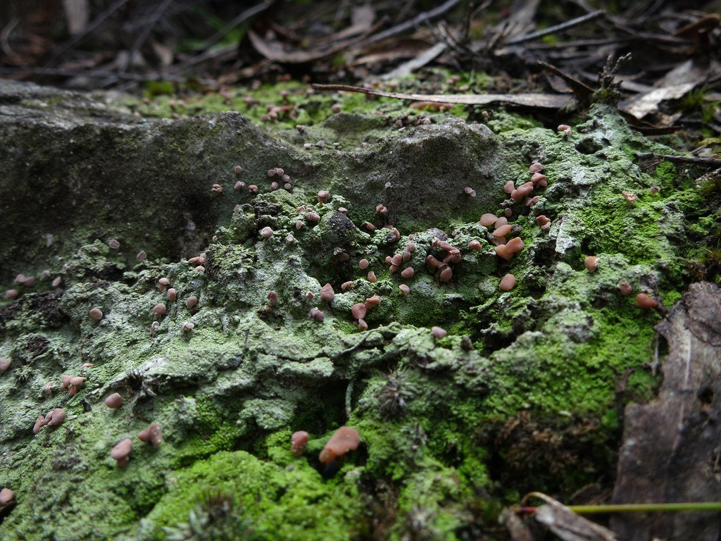 The Photosynthetic Partner's Solar Power Station (image credits: flickr)