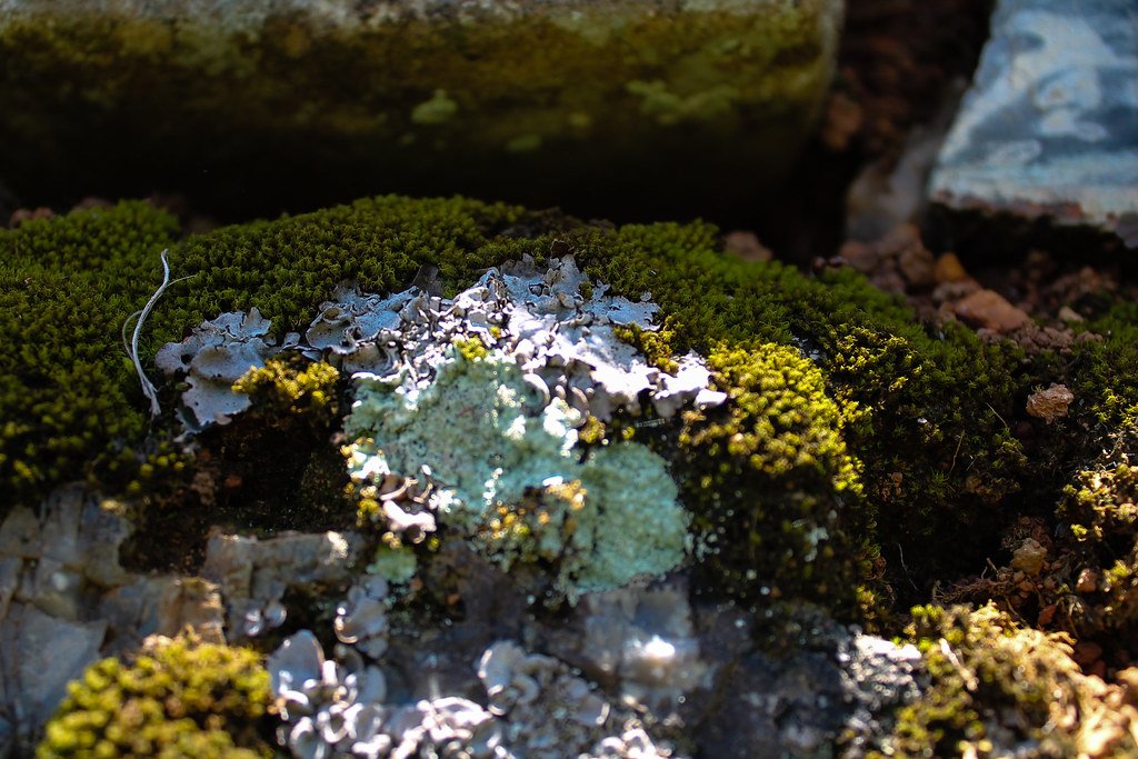 The Ultimate Lesson in Cooperation (image credits: flickr)