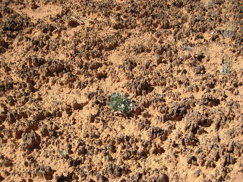 Soil's Secret Recipe: Death Becomes Life (image credits: flickr)