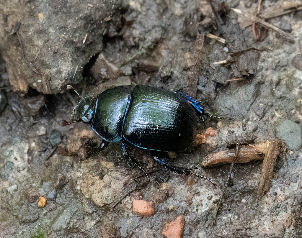 Dung Beetles: Nature's Ultimate Recycling Engineers (image credits: flickr)