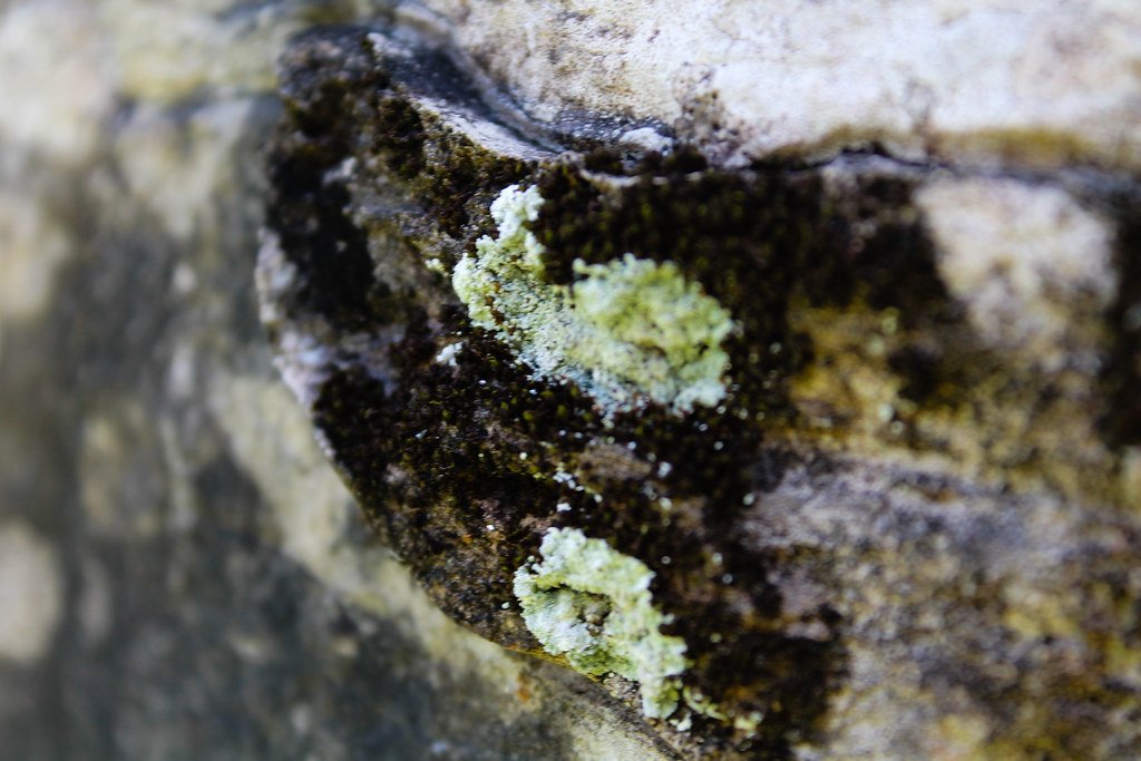 Symbiotic Solutions: Partnerships in Waste Processing (image credits: flickr)