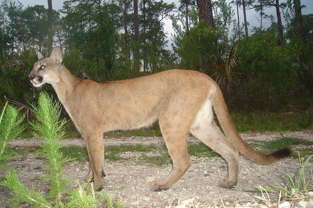 Florida Panther Genetic Rescue Program (image credits: flickr)