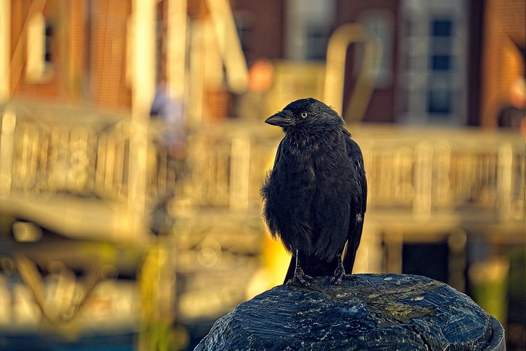 Smart Streets and Clever Creatures (image credits: flickr)