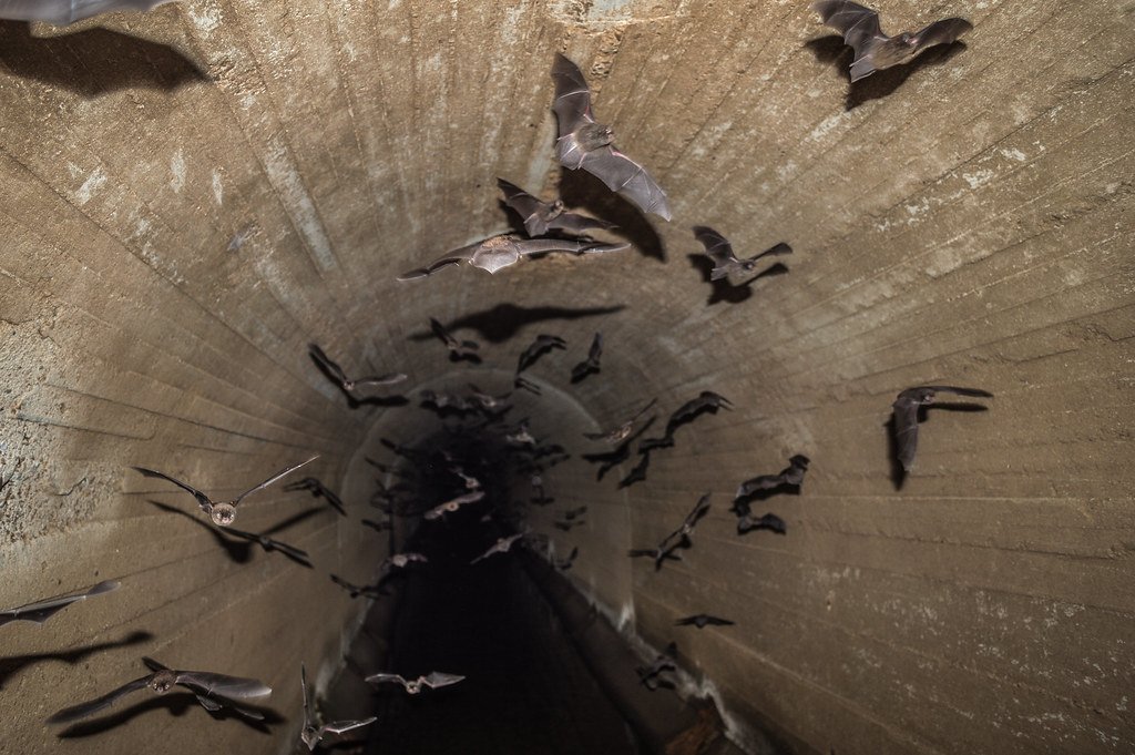 Communication Networks: Urban Animal Social Media (image credits: flickr)