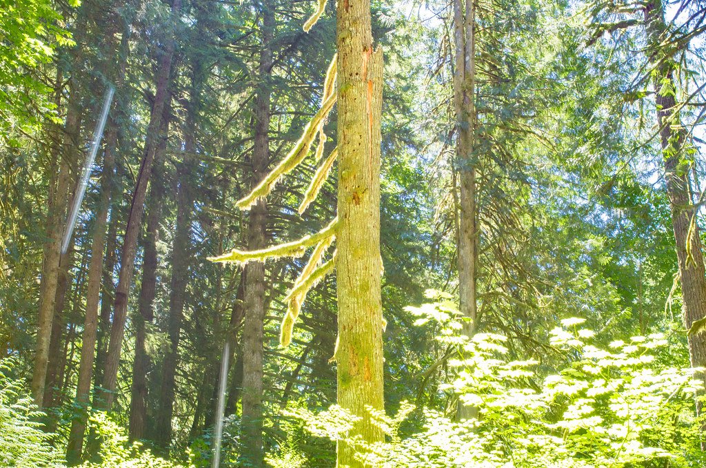 The Light-Dependent Reactions: Where It All Begins (image credits: flickr)